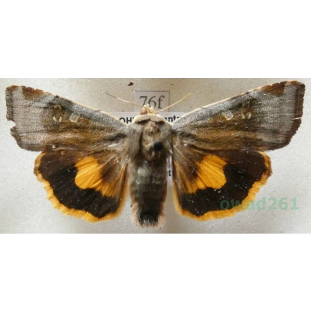 Noctua janthe (Borkhausen, 1792) Rolnica przepaska Czech76f